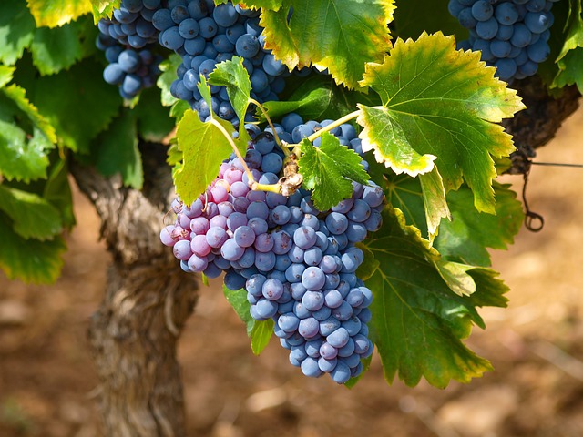 Beautiful Concrd grapes on the vine, sunlight hitting the top.